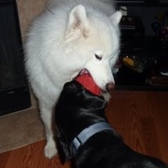 Sydney, Kaya & Kong