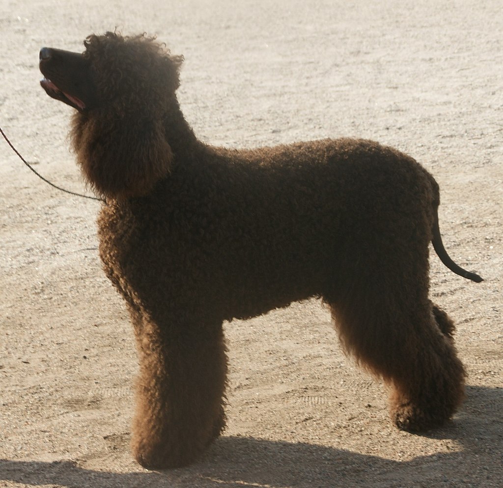 An Irish Water Spaniel in profile. 