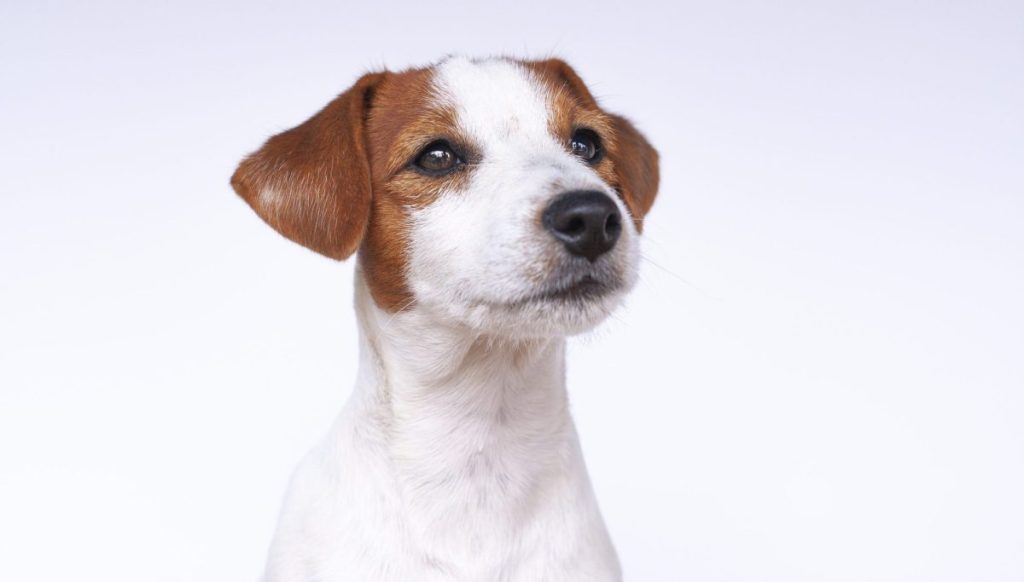 Jack Russell Terrier, a dog on a white background