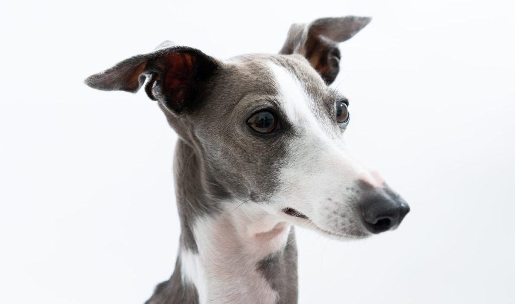 Italian Greyhound Dog isolated on white background