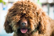 A brown Barbet French Water Dog looking into the camera.