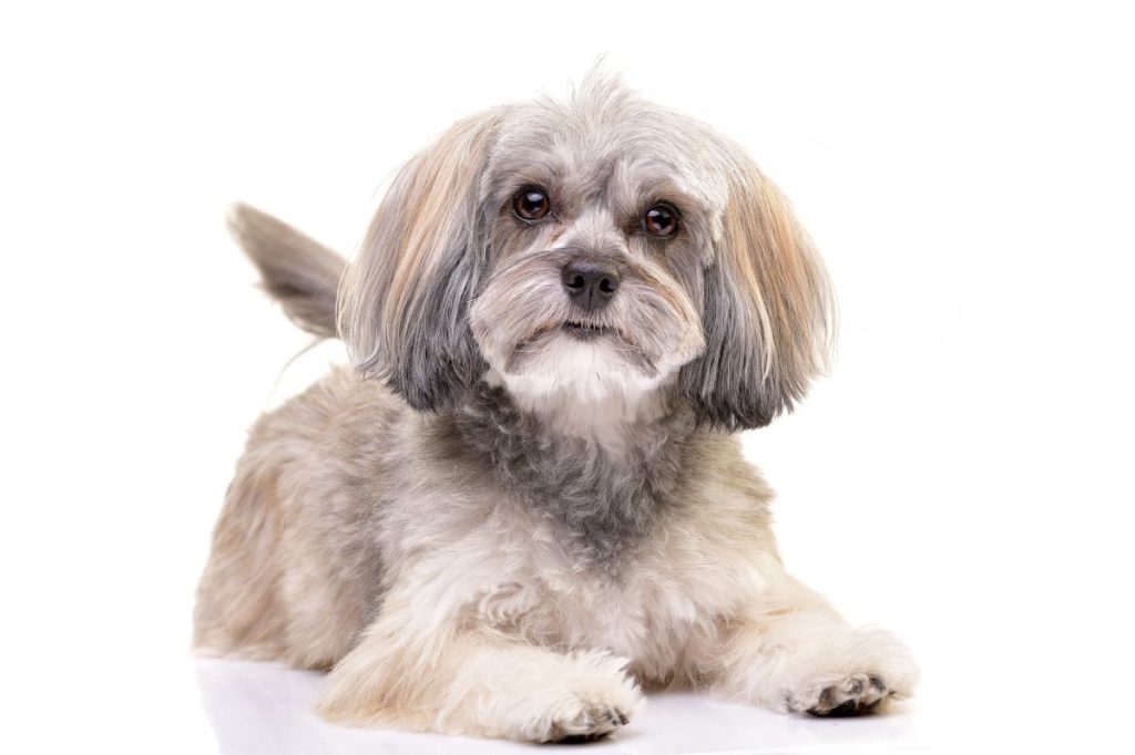 Havanese