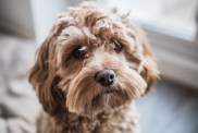 Very cute Cockapoo looking at the camera. Naturally lit with vibrant colours. Blonde dog.