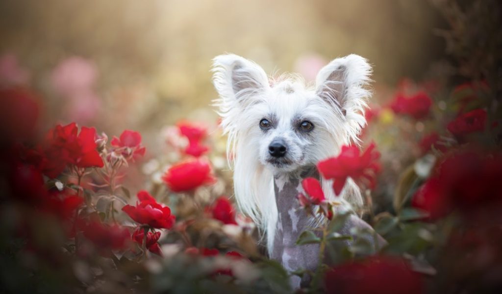 Chinese Crested among flowers