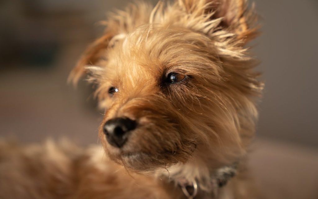 Small cute Yorkipoo dog looking whilst bathing in natural sunlight