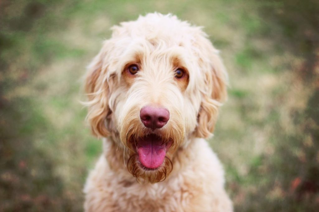 Up close shot of a goldendoodle smiling.