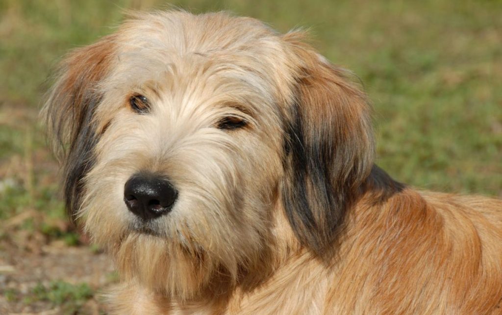 Close-up of a sandy colored rough-faced Pyrenean Shepherd.