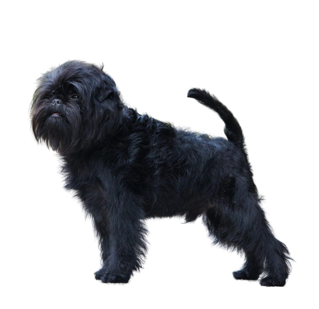 Affenpinscher isolate on white background