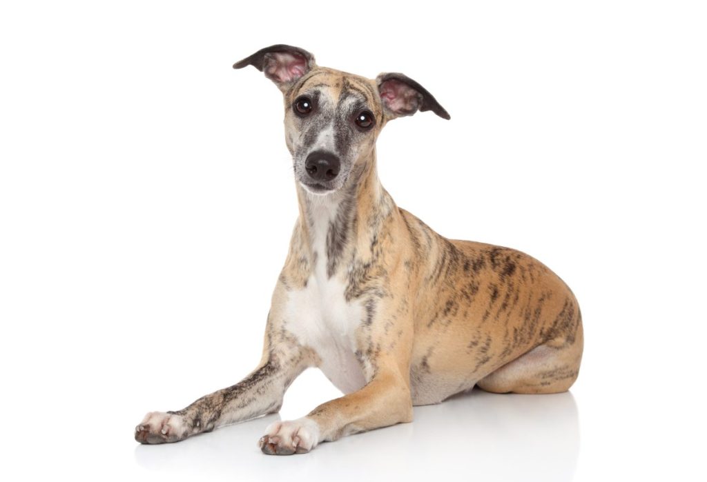 Whippet lying on white background