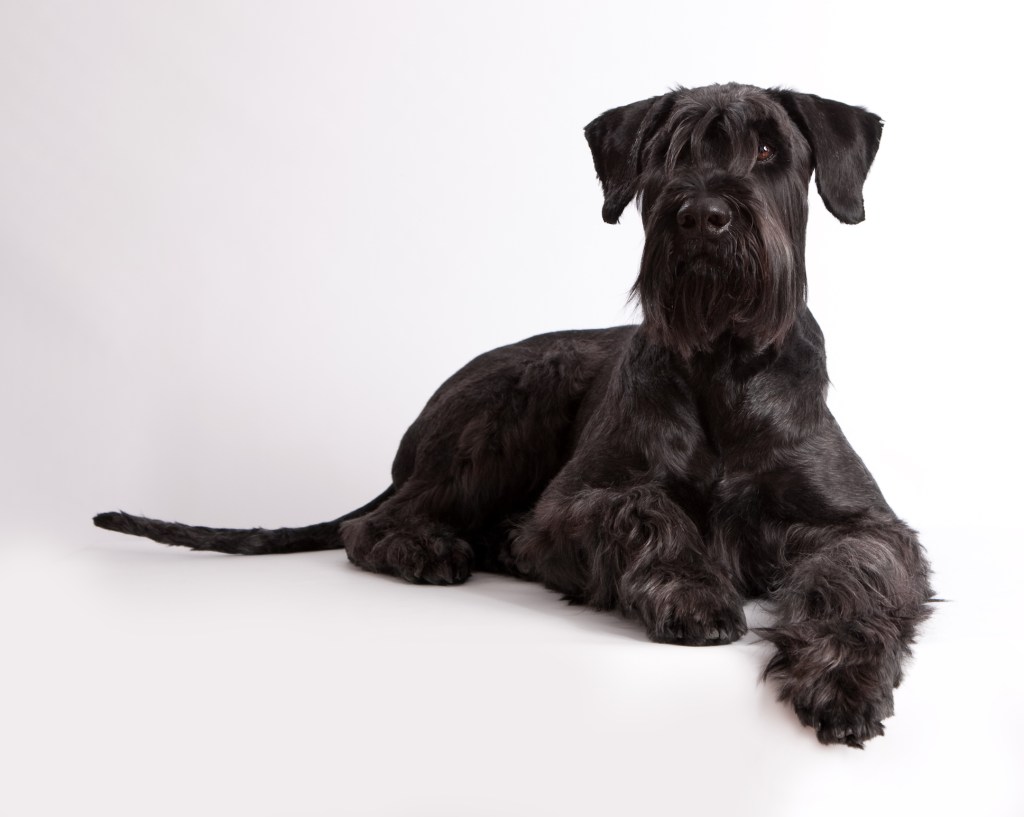 Giant Schnauzer sitting