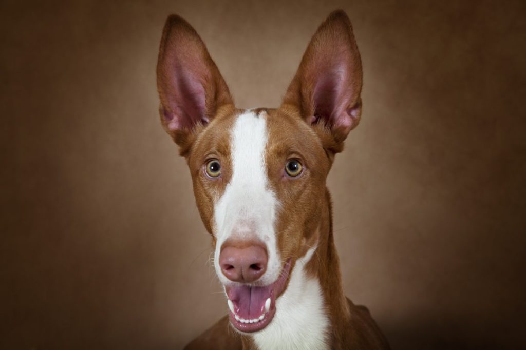 Portrait of an Ibizan Hound close-up.