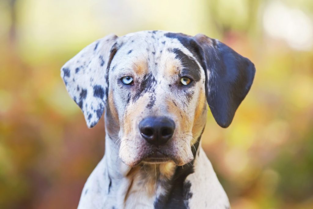 Close-up of a Catahoula Leopard dog.