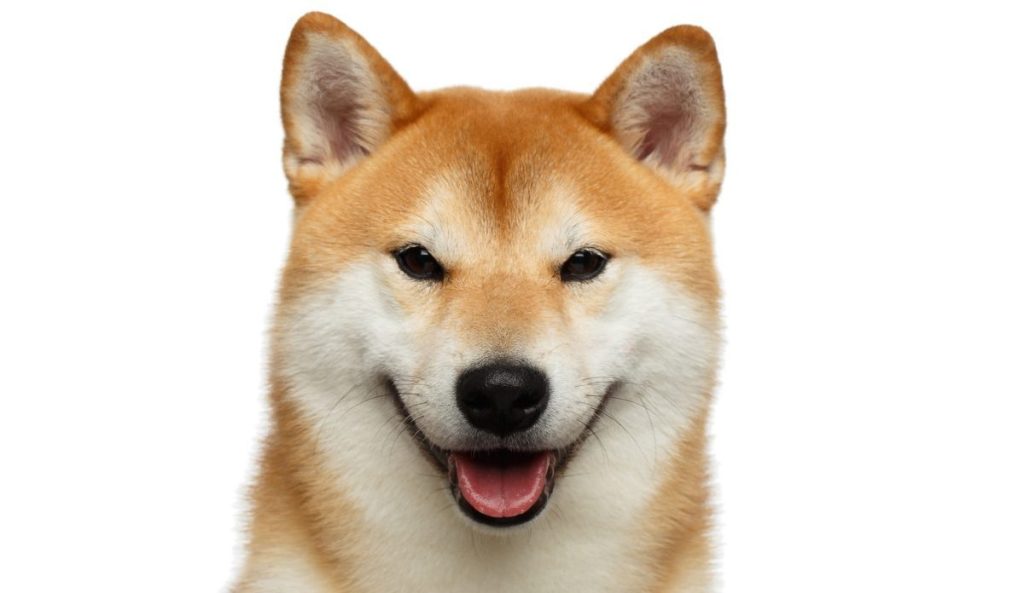 Red Shiba