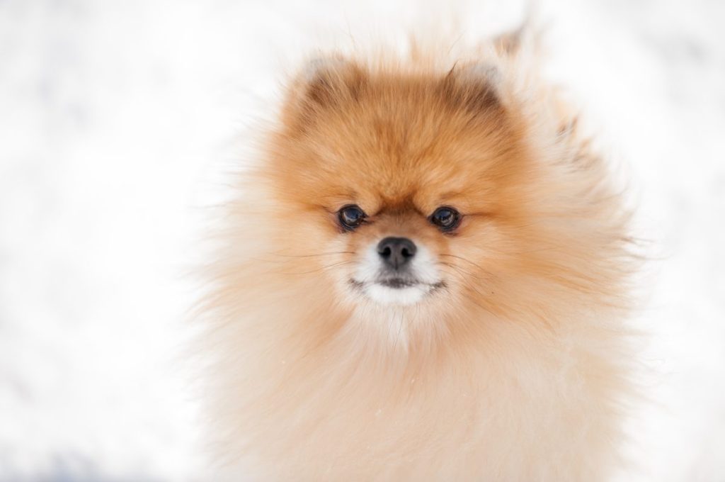 Pomeranian looking at camera