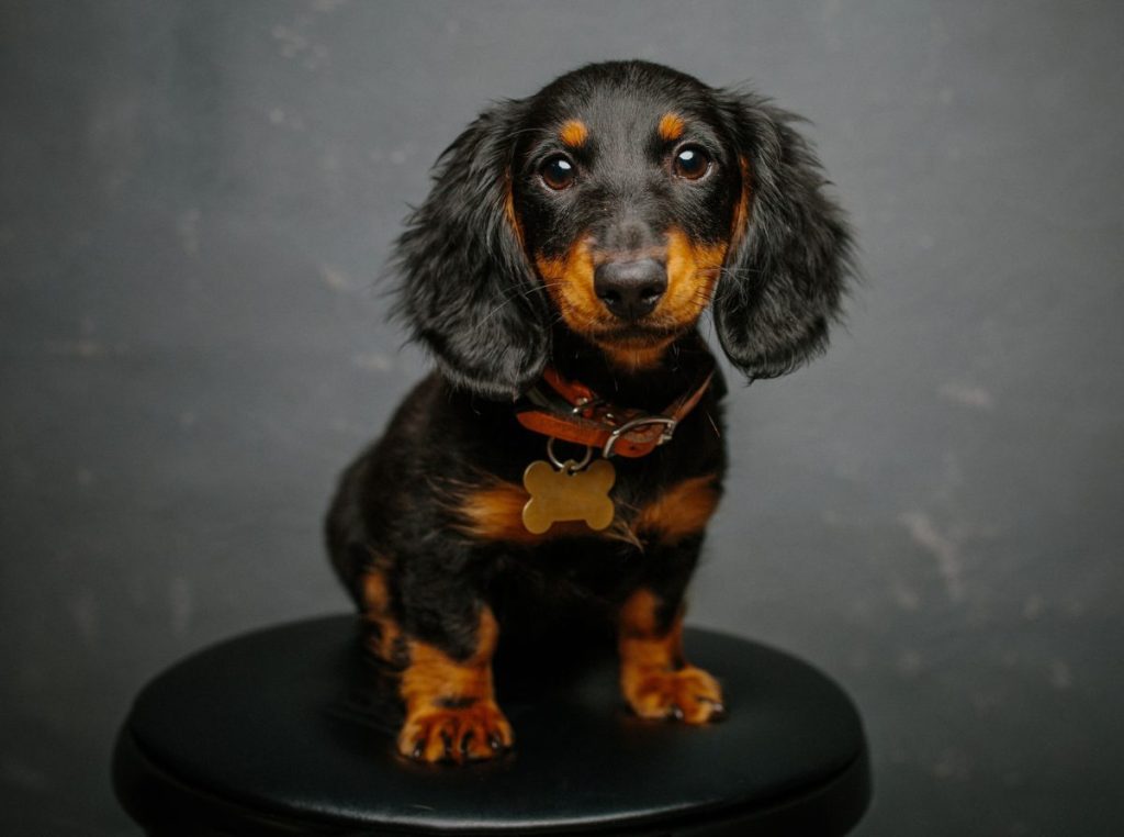 Studio photo of dachshund puppy.