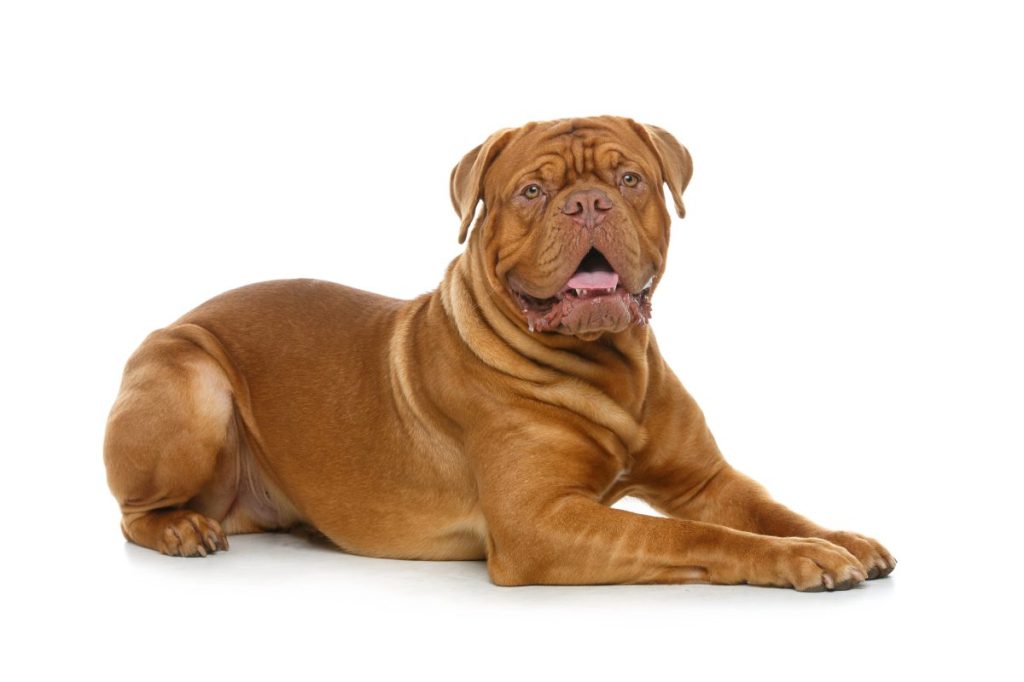 Beautiful young dogue de bordeaux dog lying down