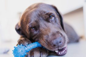 Dog guarding blue chew toy