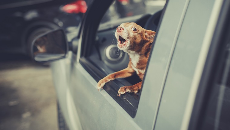 Little Dog Looking out the car window at parking area and barking, vintage filter effect