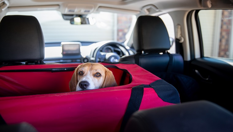 Beagle dog in her crate waiting for the rest of the car to be packed.