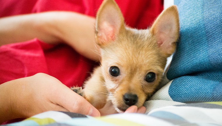 Chihuahuas are the smallest breed of dogs and are originally from the region of Mexico with the same name