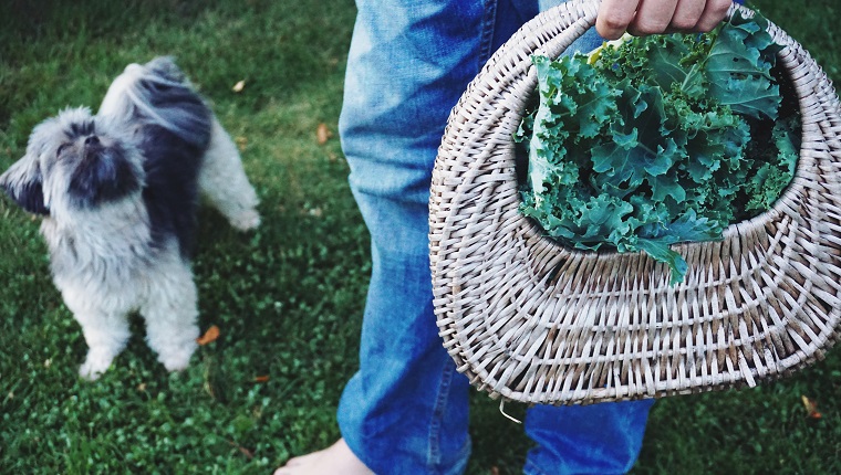 dog with basket of vegetables