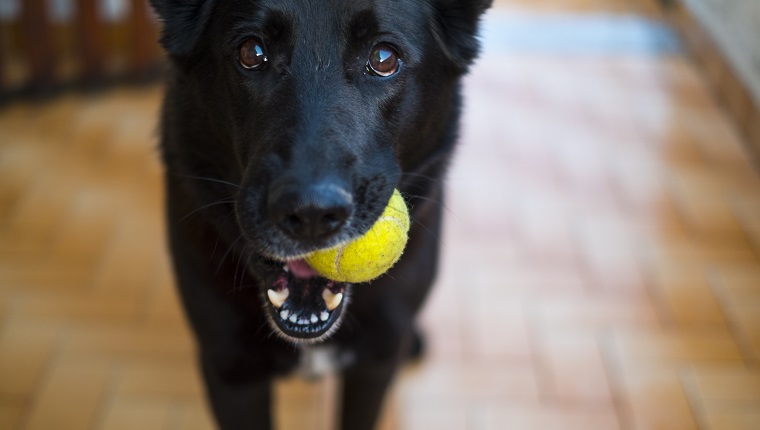 front view of a Black German shepherd holding a tennis ball in his mouth begging for play