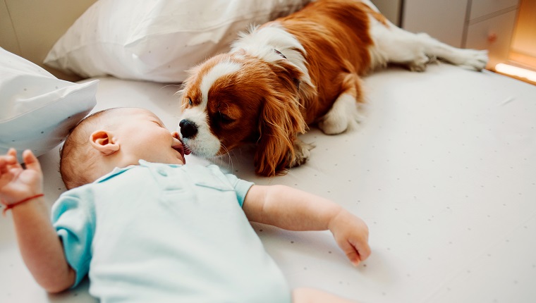 puppy giving a kiss on the nose of his best friend