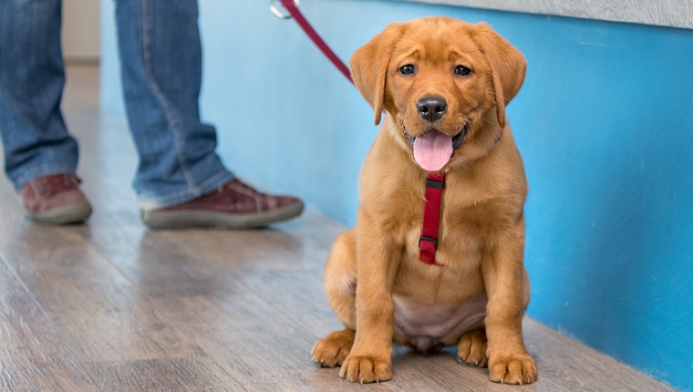 Labrador puppy with his owner on a leash at the reception of a modern veterinary practice