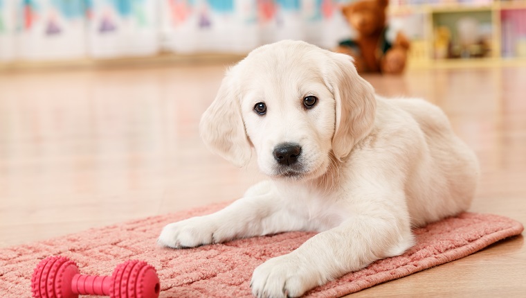 Golden retriever puppy playing with toy at room