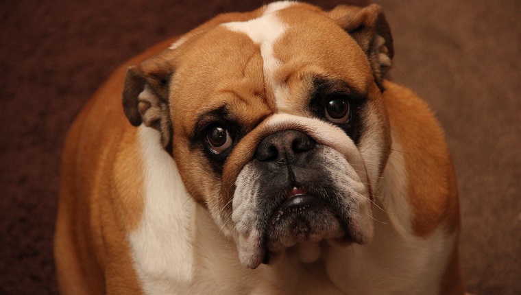 British Bulldog looking stern