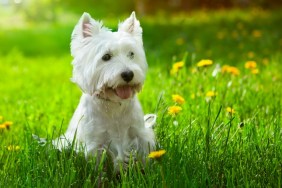 Westie outside surrounded by flowers