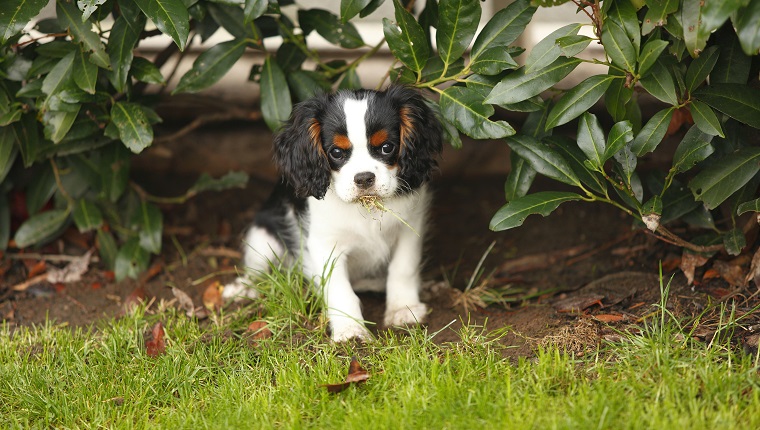 Is it ok for dogs to eat grass?