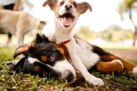 dogs playing dog park etiquette