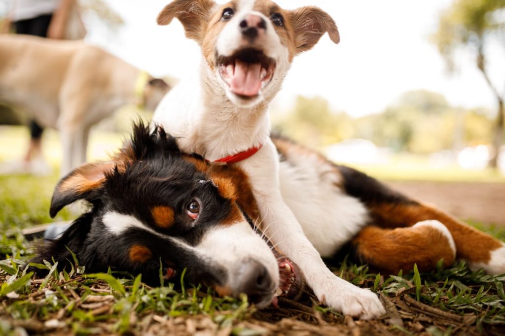 dogs playing dog park etiquette