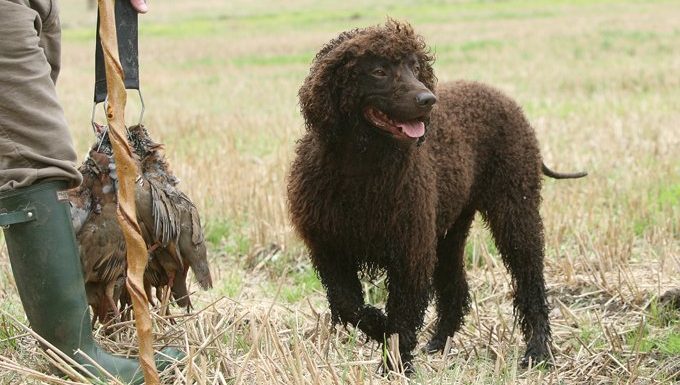 Irish Water Spaniel walks next to fowl hunter