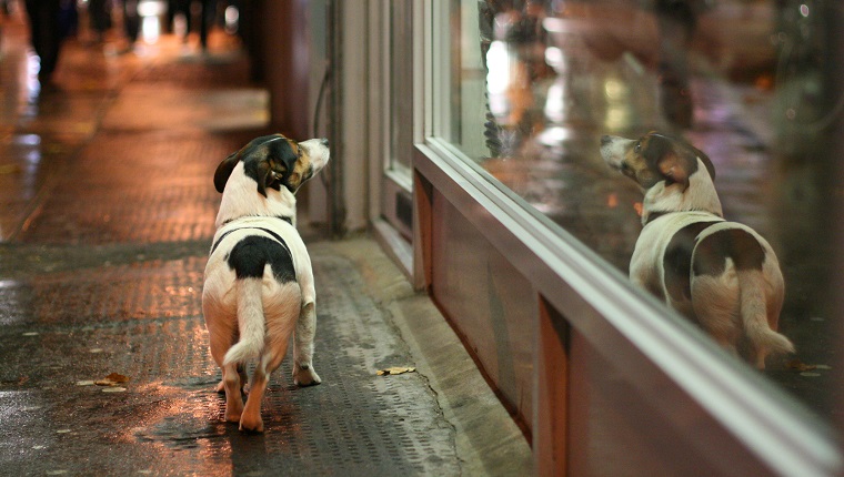 Dog reflecting on window glass