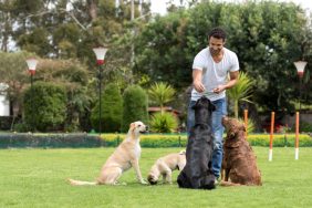 dog trainer working with dogs at the park