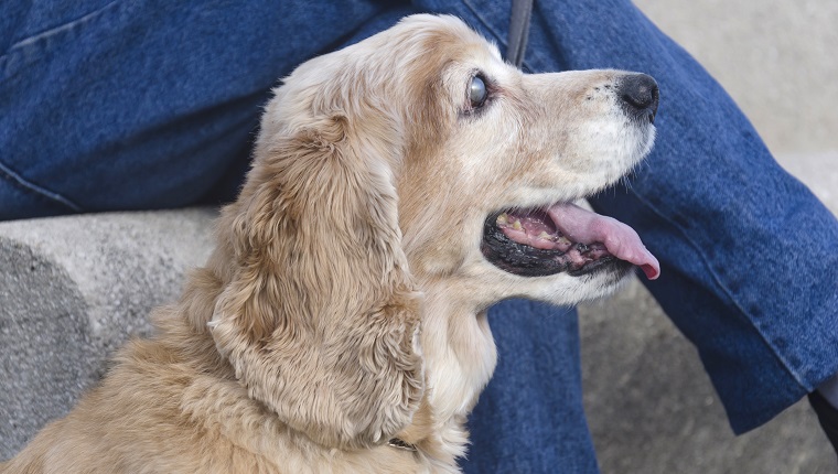 Low Section Of Men Sitting With Blin Senior Dog