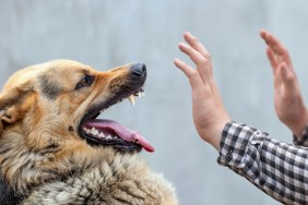 A male German shepherd bites a man by the hand.