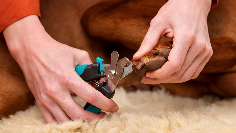 Dog nail clipping. Woman using nail clippers to shorten dogs nails. Pet owner cutting nails on vizsla dog.