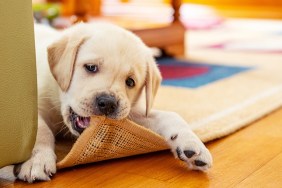 6 weeks old labrador retriever puppy chewing the carpet in living room