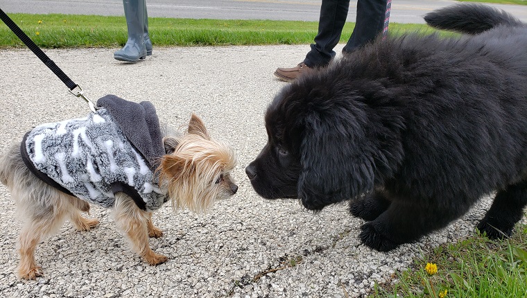 puppy socializing