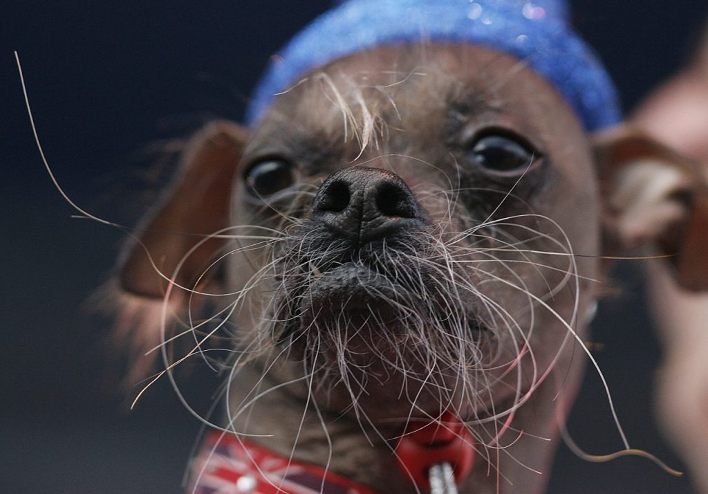 An "ugly" dog, a Chinese Crested pup with scraggly whiskers, named Mugly wins World's Ugliest Dog competition in 2012.