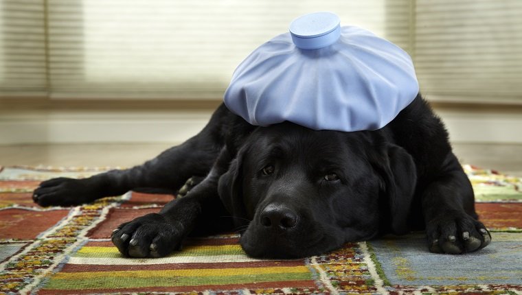 4 1/2 year old black lays down with ice pack on his head