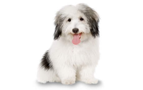 coton-de-tulear