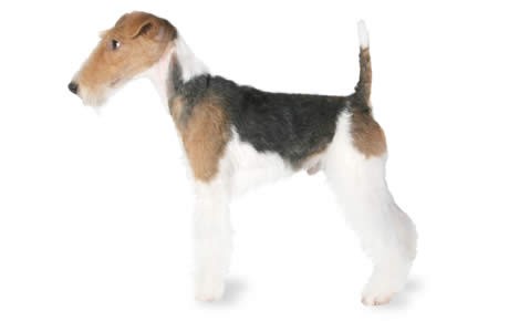 fox-terrier