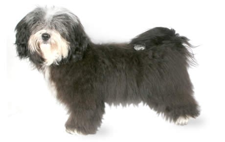 havanese