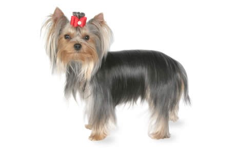 yorkshire-terrier