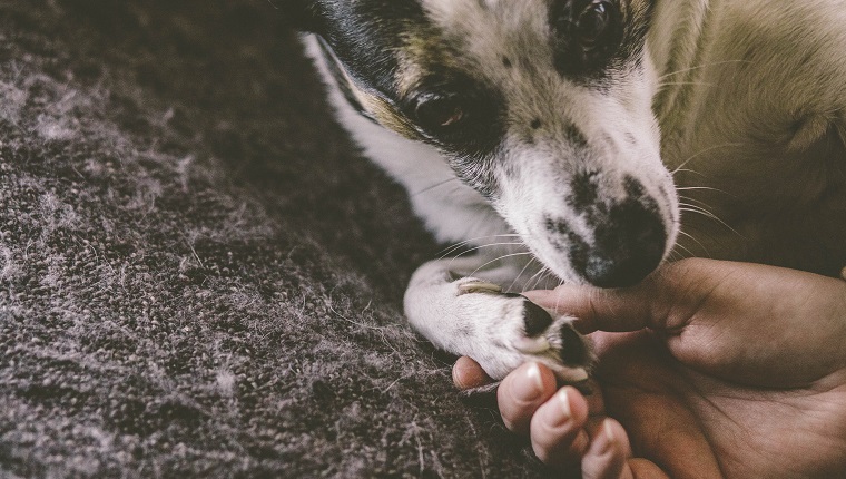 Man holding dog's paw