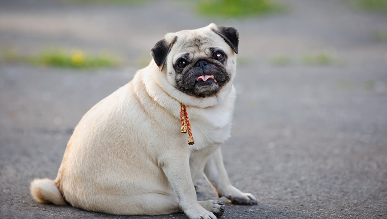 Little fat pug sitting on sidewalk in summer park